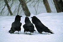 Common Raven (Corvus corax) trio in snow, Northwoods, Minnesota