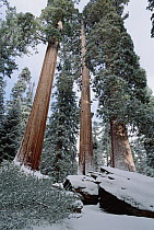 Giant Sequoia (Sequoiadendron giganteum) trees with recent dusting of snow, King's Canyon National Park, California