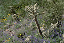 Teddy Bear Cholla (Cylindropuntia bigelovii) and poppies, Organ Pipe National Monument, Arizona