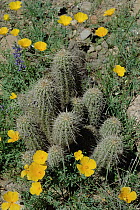 Hedgehog Cactus (Echinocereus engelmannii) and Mexican Golden Poppies (Eschscholzia glyptosperma), Organ Pipe Cactus National Monument, Arizona
