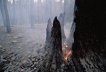 Smoldering forest fire, Black Hills National Forest, South Dakota