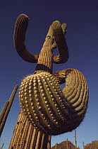 Saguaro (Carnegiea gigantea) cactus, Arizona