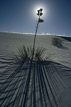 Yucca (Yucca sp) back-lit, White Sands National Park, New Mexico