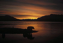 Grizzly Bear (Ursus arctos horribilis) silhouetted at lakeside, Alaska