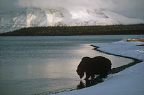 Grizzly Bear (Ursus arctos horribilis) drinking at water's edge, Alaska