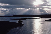 Grizzly Bear (Ursus arctos horribilis) at waters edge with sun breaking through clouds, Alaska