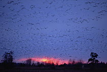 Snow Goose (Chen caerulescens) flock flying at sunset, Mattamuskeet National Wildlife Refuge, North Carolina