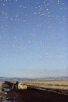 Snow Goose (Chen caerulescens) flock photographed by Frans Lanting on dirt road, Klamath Basin National Wildlife Refuge Complex, California