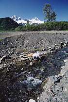 Hiker drinking from glacial stream, Lake Clark National Park and Preserve, Alaska