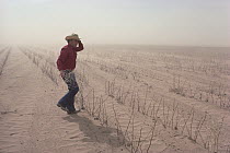 Cotton farmer in desert wind storm walking amid desiccated crops, Texas