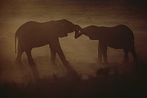 African Elephant (Loxodonta africana) silhouetted pair with trunks entwined, Namibia