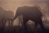 African Elephant (Loxodonta africana) herd in cloud of dust, Namibia