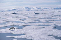 Polar Bear (Ursus maritimus) running across melting icy landscape, Ellesmere Island, Nunavut, Canada