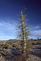 Boojum Tree (Idria columnaris) with leaves during the cool, wetter season, Baja California, Mexico