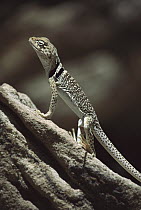 Collared Lizard (Crotaphytus collaris) holding itself up off of hot rocks, Mojave Desert, California