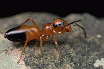 Ant-mimicking Jumping Spider (Myrmarachne sp), Queensland