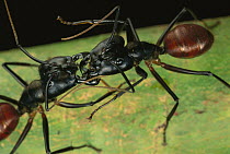 Giant Forest Ant (Campanotes gigas) pair fighting, Borneo, Malaysia