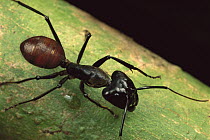 Giant Forest Ant (Campanotes gigas) close-up portrait of world's largest ant species, Borneo