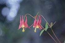 Wild Columbine (Aquilegia canadensis) blossoms, Minnesota
