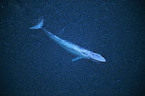Blue Whale (Balaenoptera musculus) surfacing, Santa Barbara Channel, California