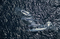 Blue Whale (Balaenoptera musculus) pod surfacing, endangered, Santa Barbara Channel, California