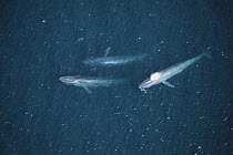 Blue Whale (Balaenoptera musculus) group, Santa Barbara Channel, California