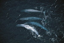 Blue Whale (Balaenoptera musculus) pod surfacing, endangered, Santa Barbara Channel, California