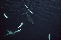 Beluga (Delphinapterus leucas) whales harassing a Bowhead Whale (Balaena mysticetus), Baffin Island, Canada