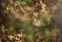 Timber Wolf (Canis lupus) looking through foliage, Superior National Forest, Minnesota