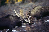 Alaska Moose (Alces alces gigas) bulls fighting, Alaska