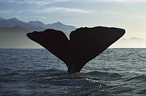 Sperm Whale (Physeter macrocephalus) diving, New Zealand