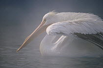 American White Pelican (Pelecanus erythrorhynchos) stretching its wings on a misty lake, North America