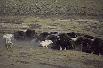 Arctic Wolf (Canis lupus) pack attacking Muskox (Ovibos moschatus) herd, Ellesmere Island, Nunavut, Canada