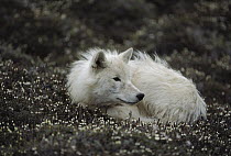 Arctic Wolf (Canis lupus) juvenile male named Scruffy curled up on flowering tundra, Ellesmere Island, Nunavut, Canada