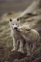 Arctic Wolf (Canis lupus) pups nuzzling one another, Ellesmere Island, Nunavut, Canada