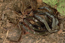 Ecuadorian Brown Velvet Tarantula (Megaphobema velvetosoma) shedding its skin, Ecuador