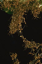 Weaver Ant (Oecophylla longinoda) colony climbing over leaves to reach new feeding grounds, Papua New Guinea