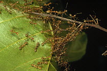 Weaver Ant (Oecophylla longinoda) colony climbing over leaves to reach new feeding grounds, Papua New Guinea
