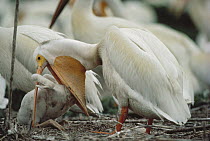 American White Pelican (Pelecanus erythrorhynchos) feeding young, North Dakota