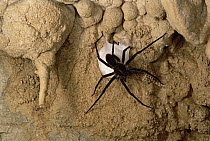Cave Tarantula with egg sac, Mexico