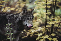 Timber Wolf (Canis lupus) licking its lips, Minnesota