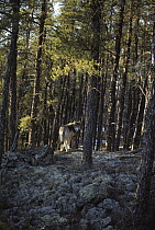 Timber Wolf (Canis lupus) in boreal forest, Northwoods, Minnesota