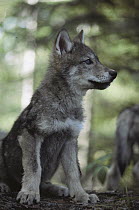 Timber Wolf (Canis lupus) pup portrait, Minnesota