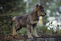 Timber Wolf (Canis lupus) pup in forest, Minnesota