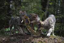 Timber Wolf (Canis lupus) pups playing with bones, Minnesota