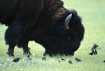 American Bison (Bison bison) grazing while Brown-headed Cowbirds (Molothrus ater) feed on grass seed and insects stirred up by the Buffalo, South Dakota