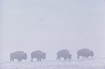 American Bison (Bison bison) group walking along trail in a snowstorm, Ordway Prairie, South Dakota