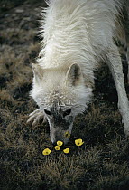 Arctic Wolf (Canis lupus) alpha male known as Buster, smelling Arctic Poppy (Papaver lapponicum) flowers, Ellesmere Island, Nunavut, Canada