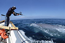Blue Whale (Balaenoptera musculus) with researcher Bruce Mate attempting to attach satellite tag, Santa Barbara, California