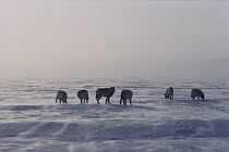 Arctic Wolf (Canis lupus) pack of six on wind-swept ice, Ellesmere Island, Nunavut, Canada